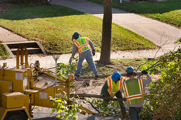 Best Tree Preservation Services  in Big Rock, IL