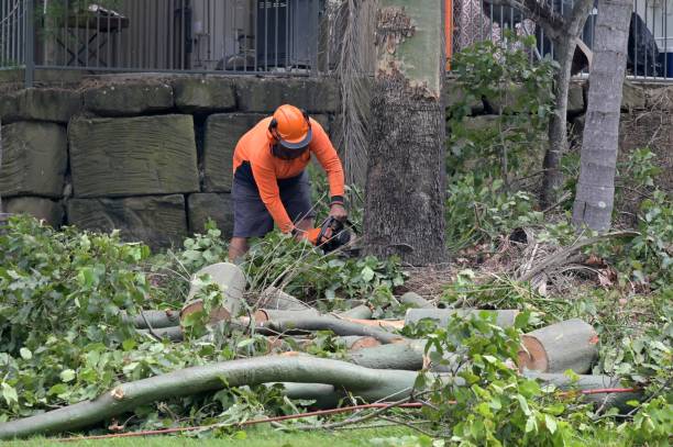 Why Choose Our Tree Removal Services in Big Rock, IL?