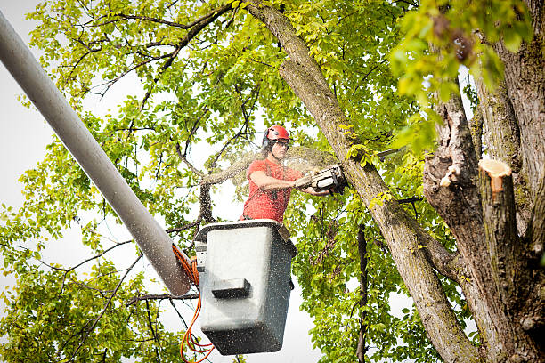 Big Rock, IL  Tree Services Company